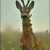 Srnec s náhrdelníkom