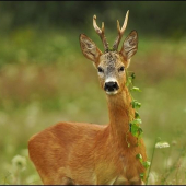 Srnec s náhdelníkom 2