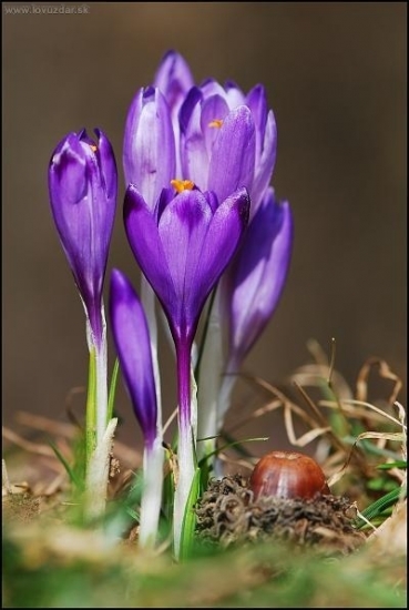 Šafran /Crocus sp./