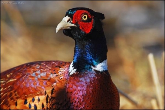 Bažant poľovný /Phasianus colchicus/