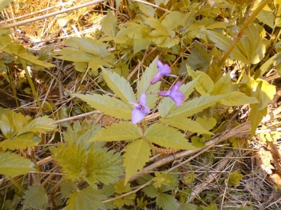 Zubačka žliazkatá ( Dentaria glandulosa )