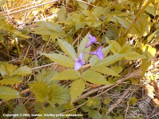 Zubačka žliazkatá ( Dentaria glandulosa )