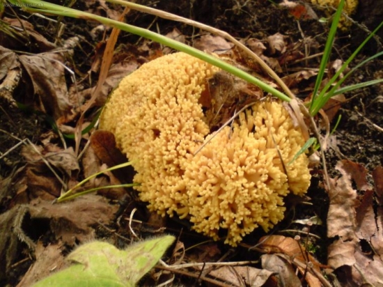 neviete co je to za huba ???