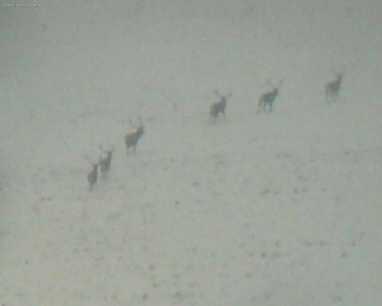 som rad ze ich vobec vidno lebo som ich fotil len cez dalekohlad