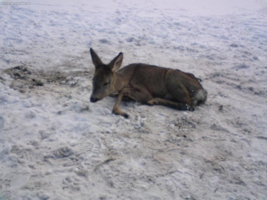 radsej ho dam uz do tejto kategorie