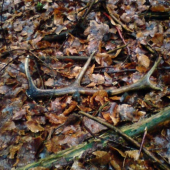 prvý tohtoročny ale je minuloročny :-)