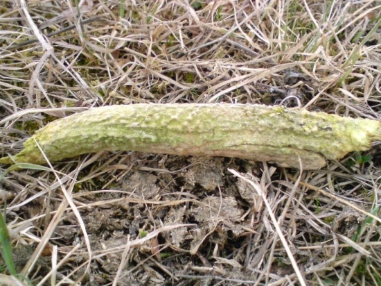 ulomeny špic z parohu .... ten si už tam musel poležať