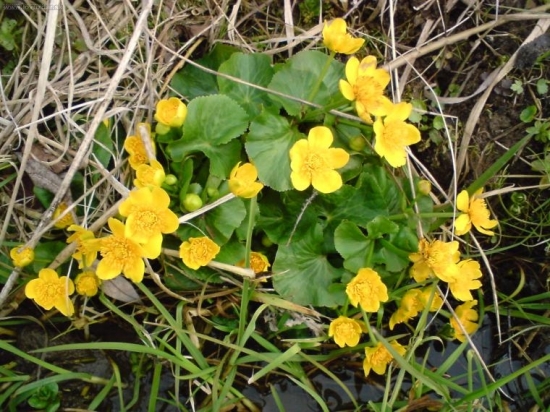 Zaruzlie mociarne ( Caltha palustris )