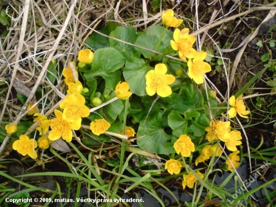 Zaruzlie mociarne ( Caltha palustris )