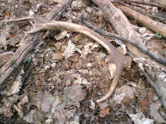 skoro som ho nezbadal ...