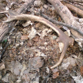 skoro som ho nezbadal ...