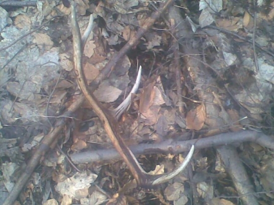 včerajši Sarňakov zhod