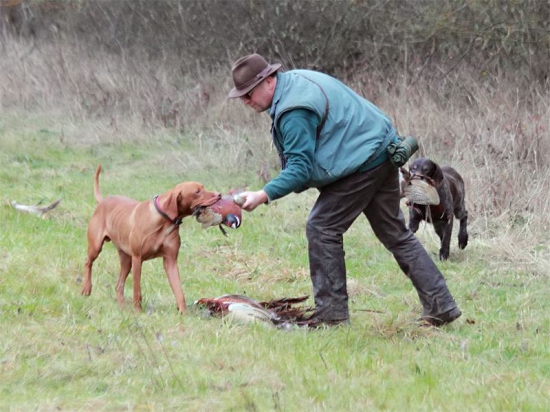 Duo aport v bažantnici