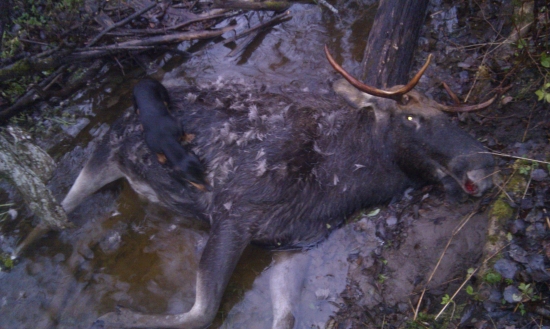 Los mokradovy - europsky