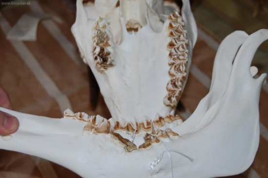 zvlastne zranenie - Jeleň 4 r.