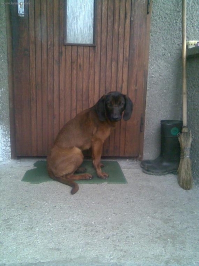 Bessy z Hradistnice 11mes.sucka. O.Medo HRAPLES