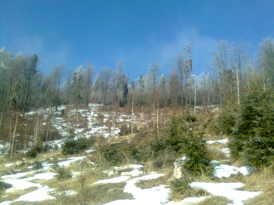 Holina