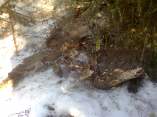 Dalši uhyn... Vlčkovia robia riadne škody!