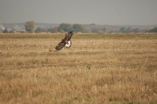 No počkaj zajac! :D