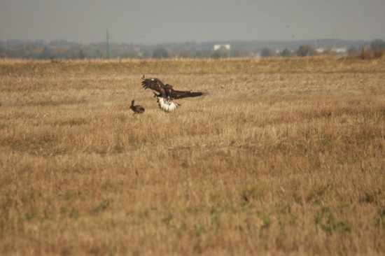Pod kridlami orla...