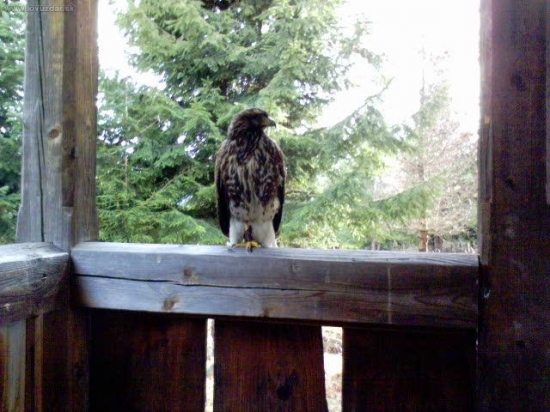 S parťákom na chate