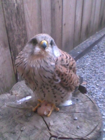 Terček sokola myšiara