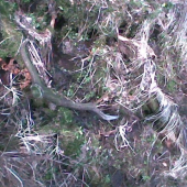 medzi haluzami v blate