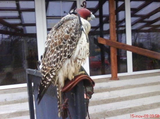Krásny dravec ako podakovanie za Gratulacie