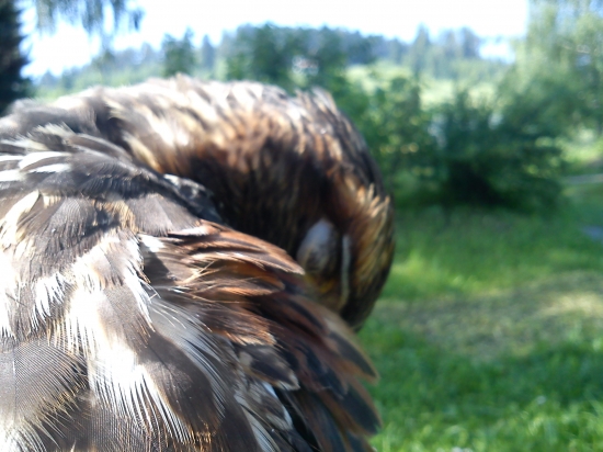 Treba sa starat o nove pera...