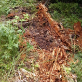 Medvedik hladal včely