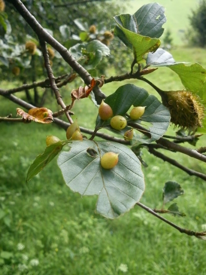 Fagus sylvatica