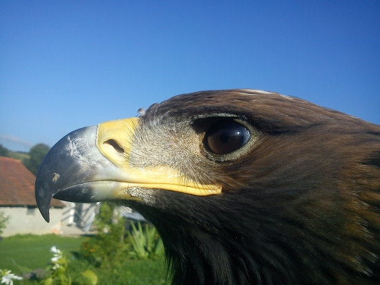 Aquila chrysaetos