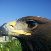 Aquila chrysaetos