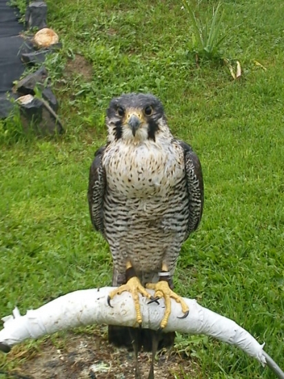 Falco Peregrinus