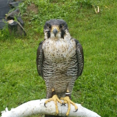 Falco Peregrinus