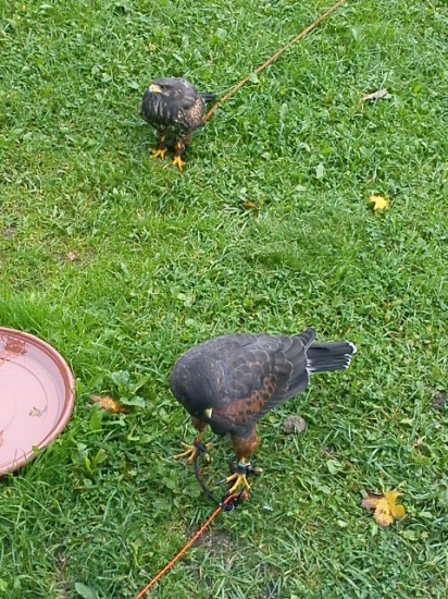 Sirius a jeho mladši kolega Atos