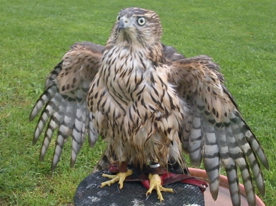 Mladý terček jastraba