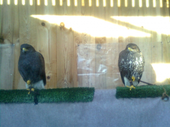 Ktory z nich je samica?