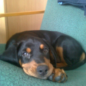 Zorka