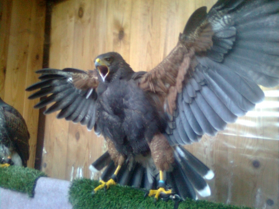 Taaaaaaakeho zajaca chcem chytit...