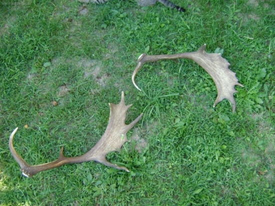 Pár