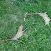 Pár