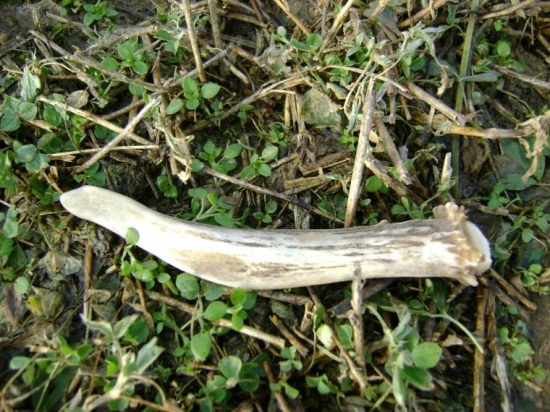 Decembrové