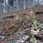 prvá pára - prvý pohľad