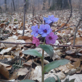 Pľúcnik lekársky - Pulmonaria officinalis