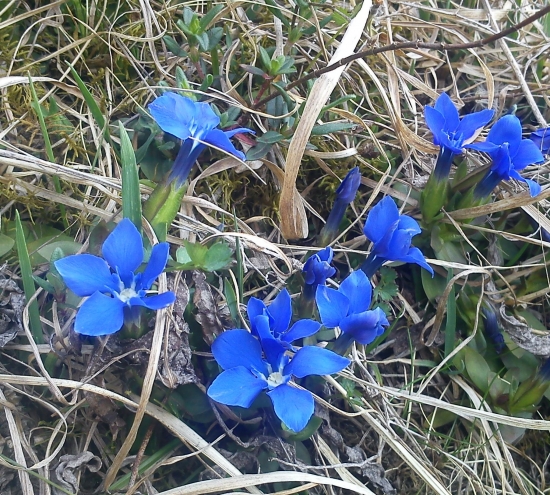 Horec jarný - Gentiana verna