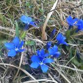 Horec jarný - Gentiana verna