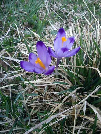 Šafran spišský - Crocus scepusiensis Rehmann