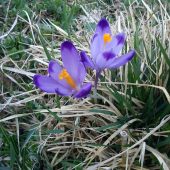 Šafran spišský - Crocus scepusiensis Rehmann