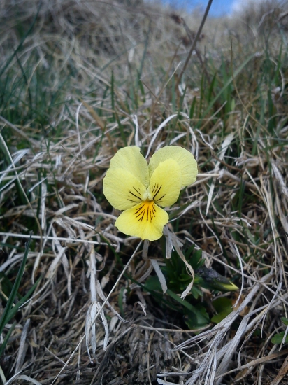 Fialka žltá sudetská - (Viola lutea subsp. sudetica (Willd.) Nyman)